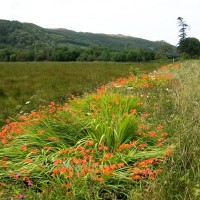 Montbretia